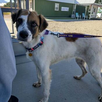 Terra -  Mixed Breed Dog for Adoption in Prescott, Arizona - Terra | PetCurious