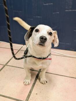 Betsy -  Beagle and Jack Russell Terrier Dog for Adoption in Newburgh, Indiana - Betsy | PetCurious
