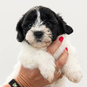 Biscotti Cookies -  Mixed Breed Dog for Adoption in Wappingers Falls, New York - Biscotti Cookies | PetCurious