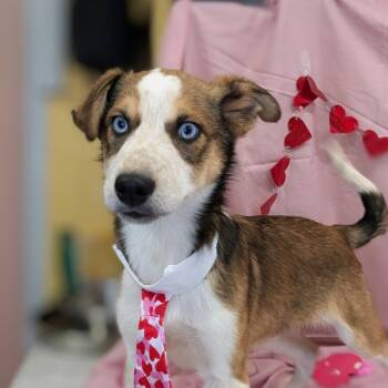 Mixed Breed Dogs Available for Adoption in Huntsville, Arkansas - Ozzy | PetCurious