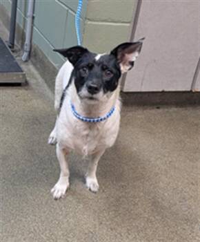OVI -  Mixed Breed Dog for Adoption in Jacksonville, Florida - OVI | PetCurious