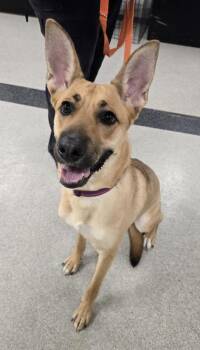 Atlas -  Shepherd and Mixed Breed Dog for Adoption in Roseville, California - Atlas | PetCurious