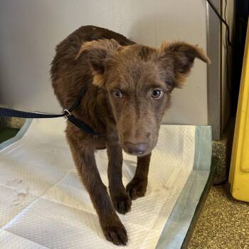 IVHS-Stray-143227 -  Chocolate Labrador Retriever and Shepherd Dog for Adoption in San Gabriel, California - IVHS-Stray-143227 | PetCurious