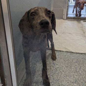 Shooting Stars -  Great Dane and Hound Dog for Adoption in Charlottesville, Virginia - Shooting Stars | PetCurious