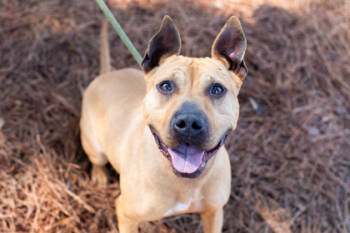 Rescue Mixed Breed Dogs for Adoption in Atlanta, Georgia - Lemonancy | PetCurious