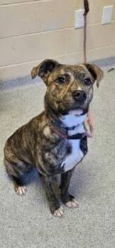 Rescue Mixed Breed Dogs for Adoption in Reidsville, North Carolina - Avery | PetCurious