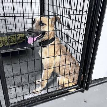 German Shepherd Dog and Terrier Dogs Available for Adoption in St. Louis, Missouri - Gracie Lynn | PetCurious