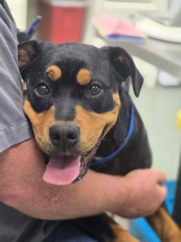 Rottweiler Dogs Available for Adoption - Reagan Stray Hold Through 3/8 | PetCurious