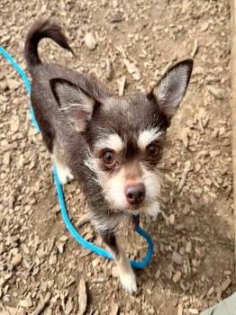 Chihuahua and Mixed Breed Dogs Available for Adoption - DEKE | PetCurious