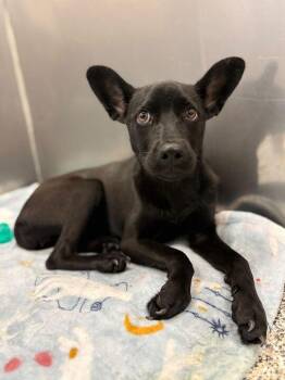 Labrador Retriever and Shepherd Dogs Available for Adoption in Jackson, Michigan - Lilo | PetCurious
