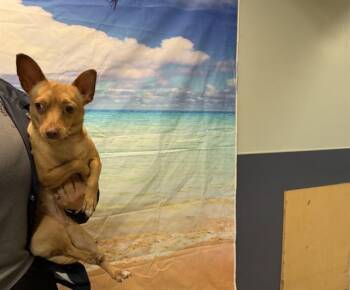 MILA -  Chihuahua Dog for Adoption in Doral, Florida - MILA | PetCurious