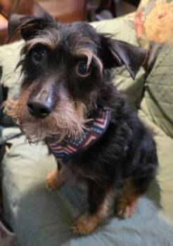 Forest -  Fox Terrier Dog for Adoption in Kenner, Louisiana - Forest | PetCurious