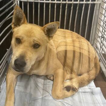 Mixed Breed Dogs Available for Adoption in Abilene, Texas - Fanta | PetCurious