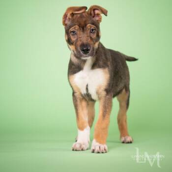 Mixed Breed Dogs Available for Adoption in Clavet, Saskatchewan - Shamrock | PetCurious