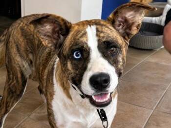Nala -  Mixed Breed Dog for Adoption in Georgetown, Texas - Nala | PetCurious
