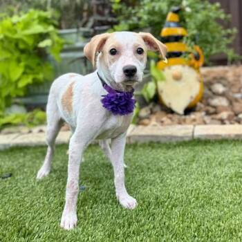 Pearl -  English Pointer and Labrador Retriever Dog for Adoption in Fairfield, Connecticut - Pearl | PetCurious