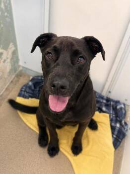 Retriever and Mixed Breed Dogs Available for Adoption in Palm Coast, Florida - Opie | PetCurious