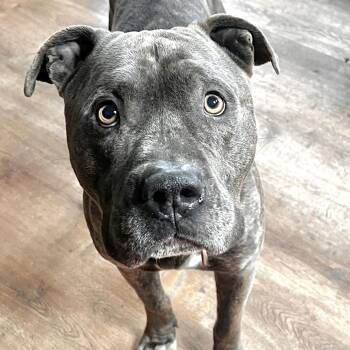 Pit Bull Terrier Dogs Available for Adoption in Chicago, Illinois - Ash | PetCurious