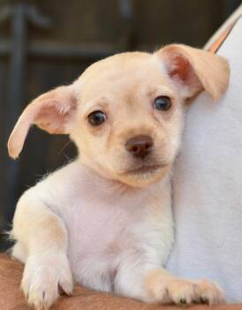Tuesday -  Chihuahua Dog for Adoption in Los Angeles, California - Tuesday | PetCurious