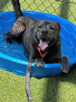 Nugget -  Terrier and Shepherd Dog for Adoption in Hartsville, South Carolina - Nugget | PetCurious