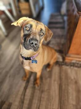 Rescue Rhodesian Ridgeback Dogs for Adoption in New Albany, Ohio - Harper | PetCurious