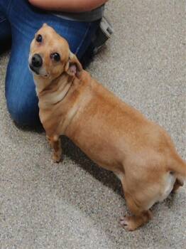 ETHEL -  Chihuahua and Mixed Breed Dog for Adoption in Albuquerque, New Mexico - ETHEL | PetCurious