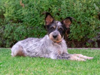 Scottish Terrier and Schnauzer Dogs Available for Adoption in Palo Alto, California - Picnic | PetCurious