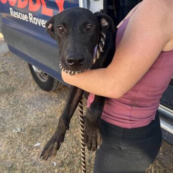 Downey -  Mixed Breed Dog for Adoption in Austin, Texas - Downey | PetCurious