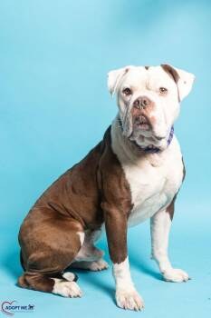 Hector -  Mixed Breed Dog for Adoption in Alexandria, Virginia - Hector | PetCurious
