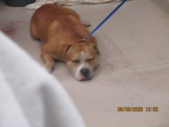 (81) -  Pit Bull Terrier Dog for Adoption in Marietta, Georgia - (81) | PetCurious