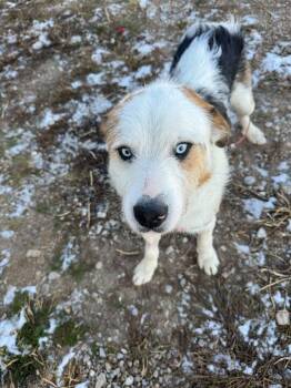 Rescue Husky Dogs for Adoption in Driggs, Idaho - Whitty | PetCurious