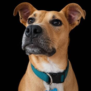 JAKE -  Pit Bull Terrier and Basenji Dog for Adoption in Kaufman, Texas - JAKE | PetCurious