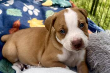 Quintin -  Mixed Breed Dog for Adoption in Clinton, Wisconsin - Quintin | PetCurious