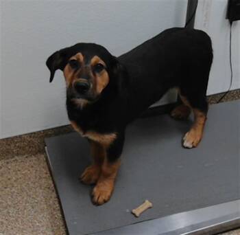 DELILAH -  German Shepherd Dog and Mixed Breed Dog for Adoption in Albuquerque, New Mexico - DELILAH | PetCurious