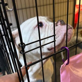 Freya -  American Bulldog Dog for Adoption in Lake Jackson, Texas - Freya | PetCurious