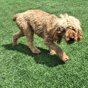 Huckleberry Sharp 7425 -  Poodle Dog for Adoption in Loxahatchee Groves, Florida - Huckleberry Sharp 7425 | PetCurious