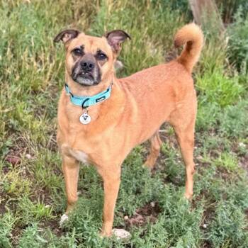 Gina -  Australian Cattle Dog Blue Heeler and Mixed Breed Dog for Adoption in Mead, Colorado - Gina | PetCurious