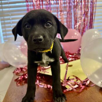 Angel -  Labrador Retriever and Feist Dog for Adoption in Gallatin, Tennessee - Angel | PetCurious