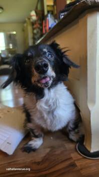 Rescue Dachshund Dogs for Adoption in Winlock, Washington - Major Thom | PetCurious