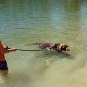 Labrador Retriever and Rottweiler Dogs Available for Adoption - Baloo | PetCurious