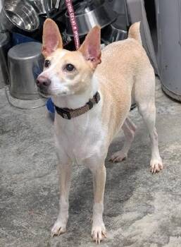 Jack Russell Terrier Dogs Available for Adoption in Aurora, Illinois - Joker | PetCurious