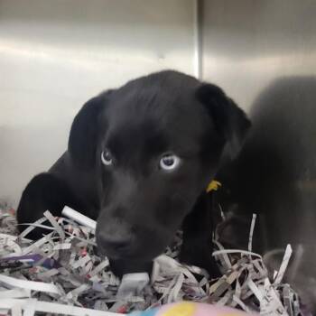 Pit Bull Terrier and Siberian Husky Dogs Available for Adoption - WALKER | PetCurious