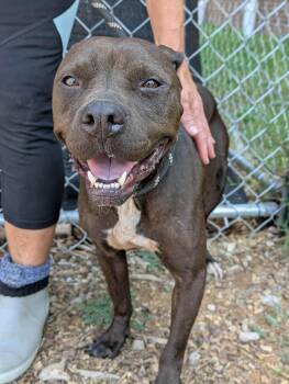 Pearl -  Mixed Breed Dog for Adoption in Huntsville, Alabama - Pearl | PetCurious