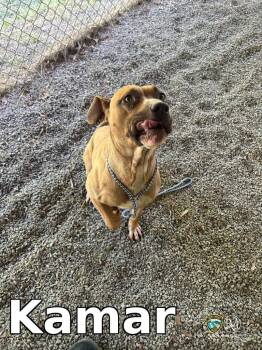 Pit Bull Terrier Dogs Available for Adoption in Rocky Mount, North Carolina - Kamar | PetCurious