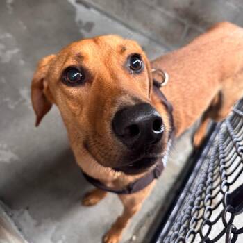 Hank -  Hound and Mixed Breed Dog for Adoption in Clearwater, Florida - Hank | PetCurious