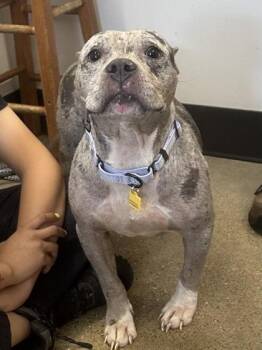 Malibu -  Pit Bull Terrier Dog for Adoption in Cleveland, Ohio - Malibu | PetCurious