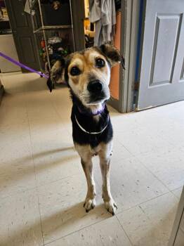 River -  Mixed Breed Dog for Adoption in Morgantown, Kentucky - River | PetCurious