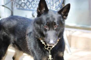 Audi -  German Shepherd Dog Dog for Adoption - Audi | PetCurious