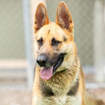 CHIPPY -  German Shepherd Dog Dog for Adoption in Camarillo, California - CHIPPY | PetCurious