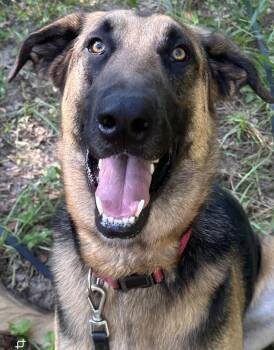 Rescue German Shepherd Dog Dogs for Adoption in Delray Beach, Florida - Wylie | PetCurious